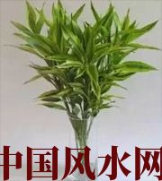湘西十二生肖养什么植物最旺财运？你知道吗！